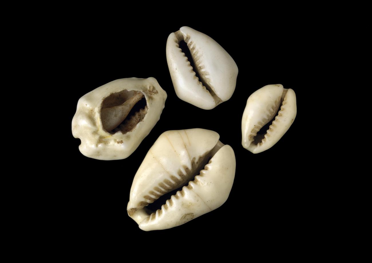 Cowrie shells