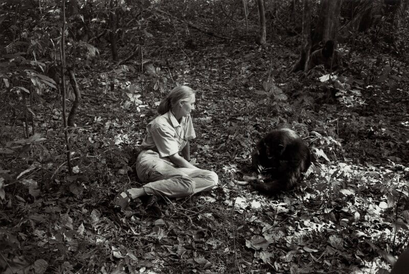 Dame Jane Goodall with Figan by Ken Regan
