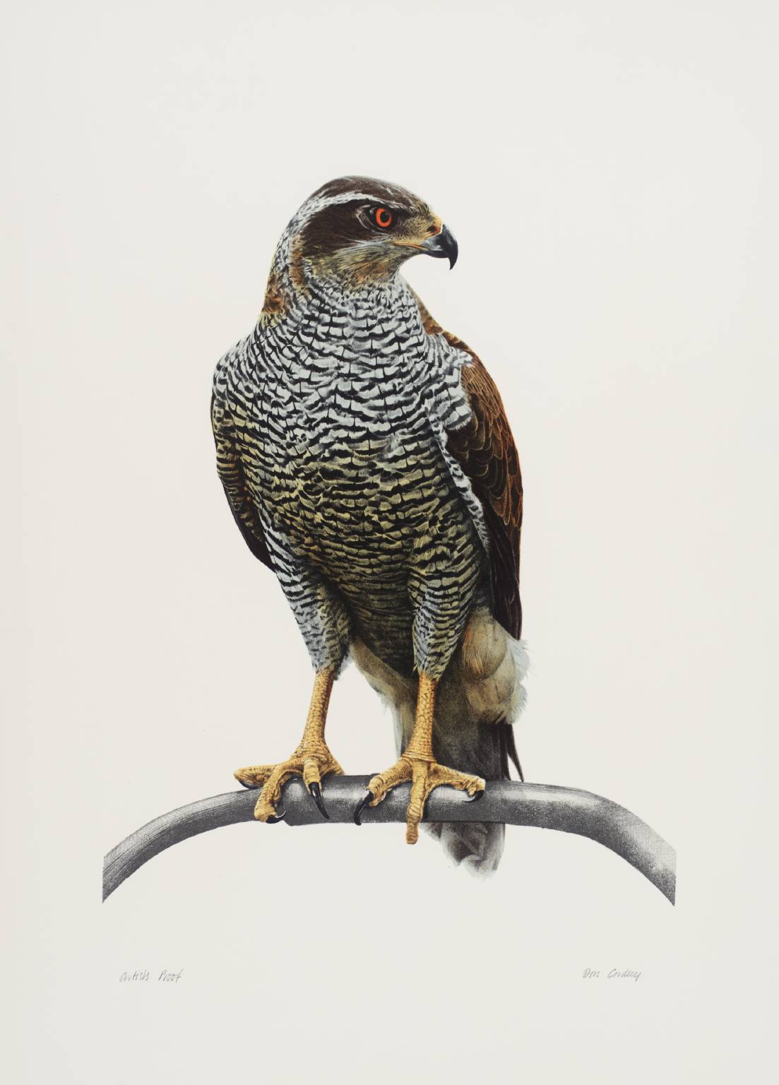 Goshawk by Don Cordery