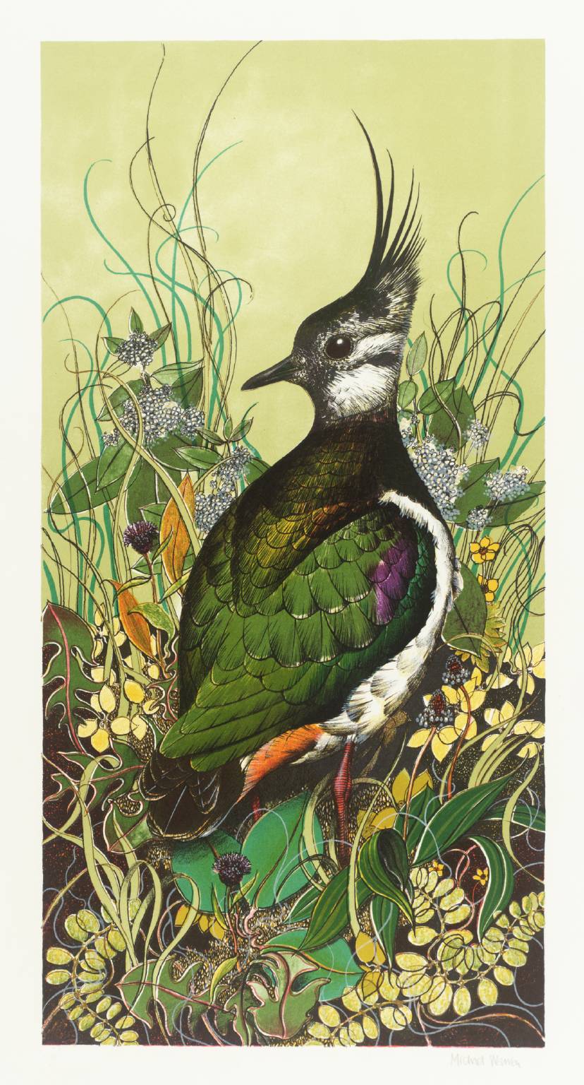 Lapwing by Michael Warren