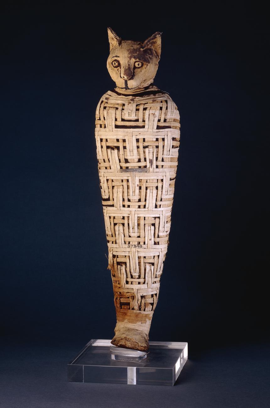 Mummy of a cat