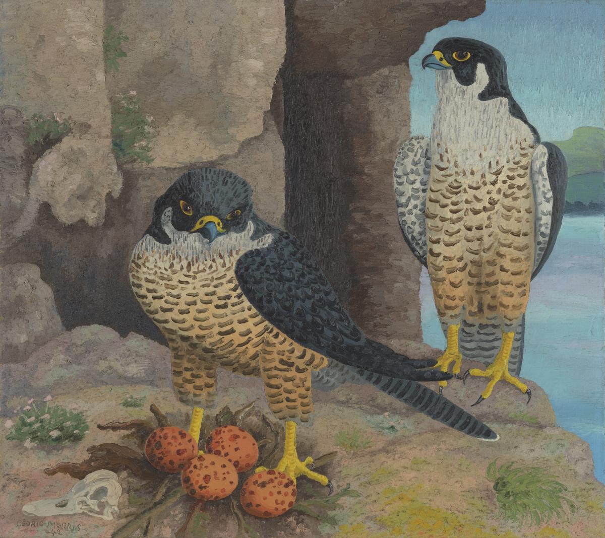 Peregrine Falcons by Sir Cedric Morris, Bt