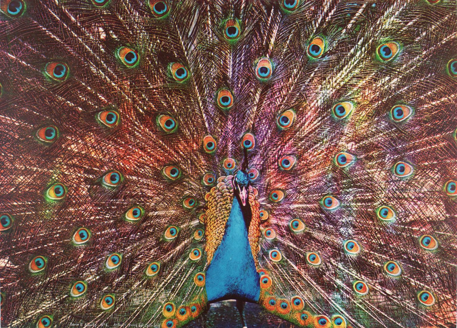 Power and Beauty No. 6 by Colin Self
