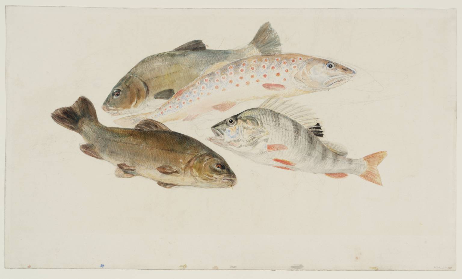 Study of Fish: Two Tench, a Trout and a Perch by Joseph Mallord William Turner
