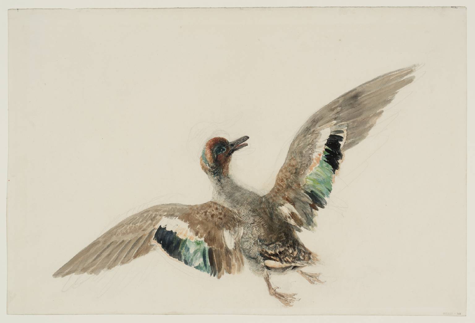 Study of a Teal with Outspread Wings by Joseph Mallord William Turner